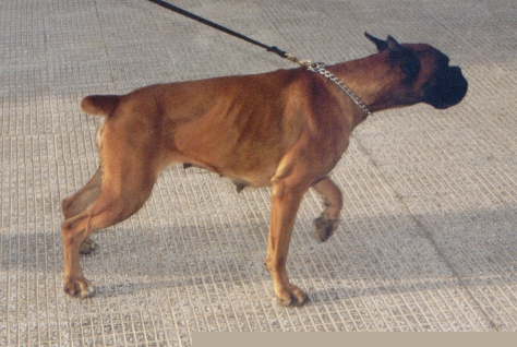 Erina de Hacienda Peju