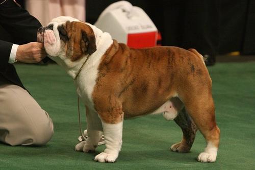 BIS/BISS CH (AKC) Cherokee Legend Rock