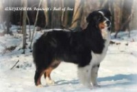 ASCA Ch/AKC Ch. Ferncroft's Ball of Fire