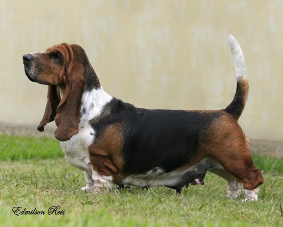 E6 Brave Basset Annya BJ-MM