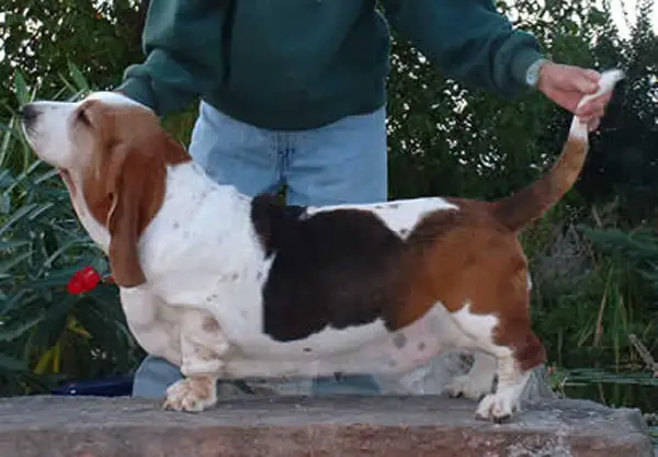 New York New york des lords de normandy