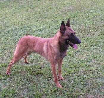 Rocket van Sassafras