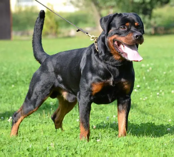 KLUB WINNER CZ 2010 ENZO MONTY BLACK