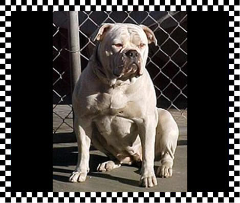 Fastlane's Daizy Dazzle
