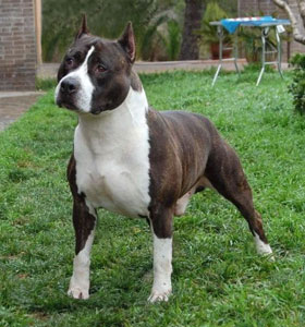 INT CH, MULTI CH Fraja NE Dark Thunder