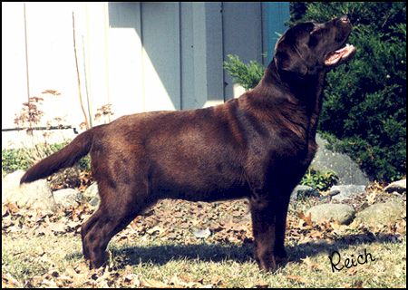 Lubberline Chocolate Factory