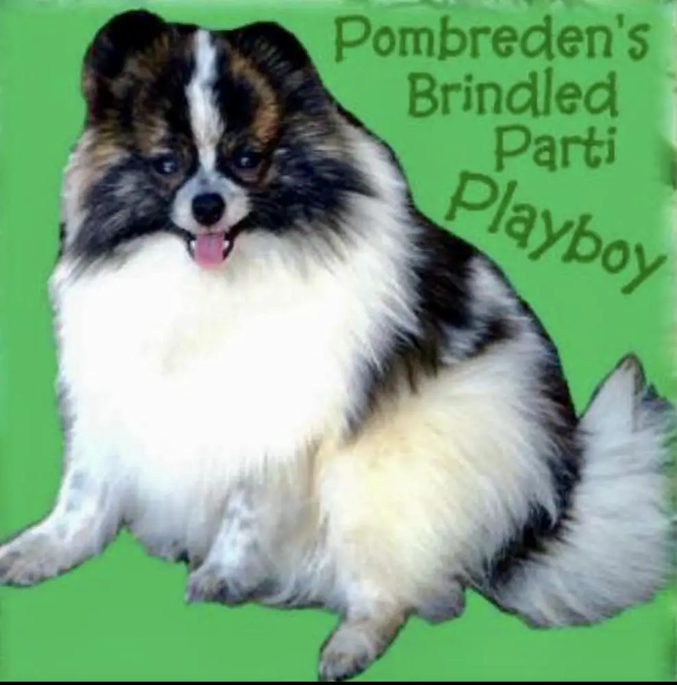 Pombreden's Brindled Parti Playboy