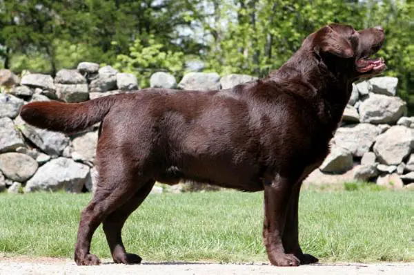 AKC CH Stonecrest's Davy Crockett