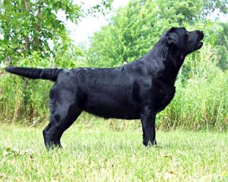 BISS CH (US) Waifin's High Flying Adored