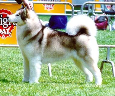 CH Storm Kloud's Chela of Kaulee