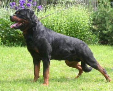 Gero von der Sachsenburg