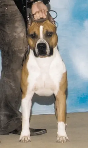 CH De Paco XZ Texas Greaser