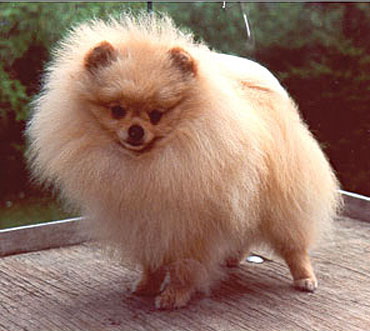 CH Tiniest Toy's Sims