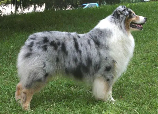 AKC/ASCA CH Islewood Trilogy Of Bayshore