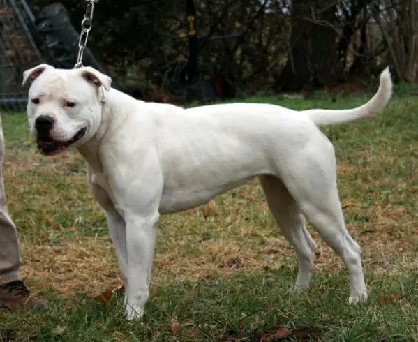 CH JR CH Gunslinger's Lady Oriza