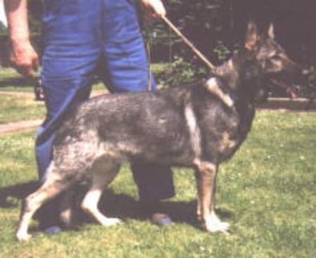 SG Bunni von der Maineiche