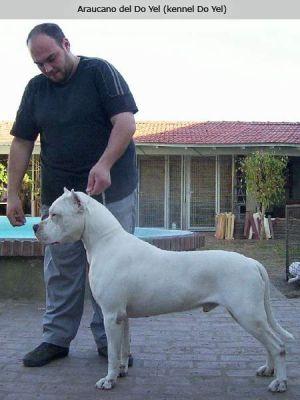 CH GR Araucano del Do Yel