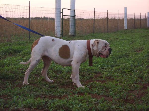 BDA's Deuce Anda Half