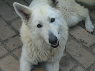 Eddy of Lonely Wolf