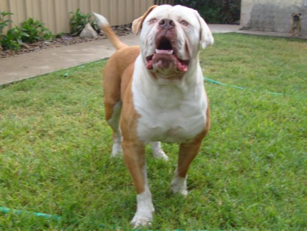 Warneke's Kioga's Ascaris