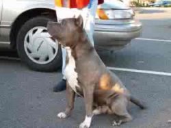 UKC CH 'PR' Pantara's Zeus