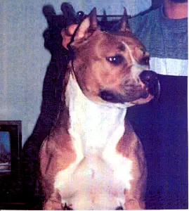 SWE CH Sixfoot's Ruby Tuesday