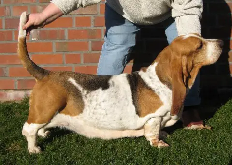 Timpetoes Fiona