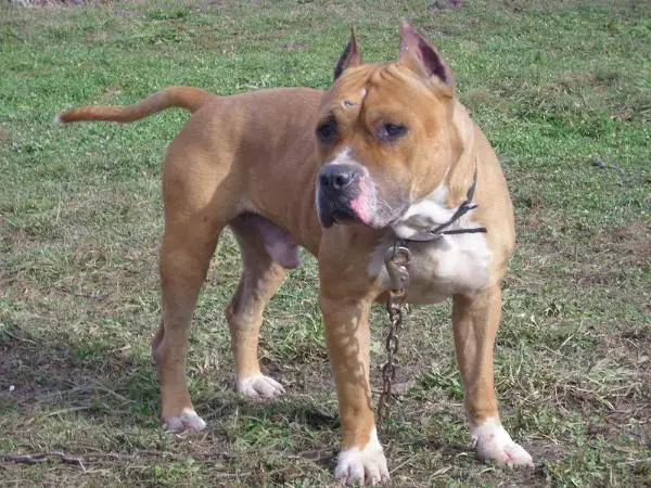 Stoia's Bad Boy Brutus