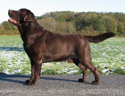 Lab Tresure's Born To Be Wild