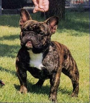 Affabulls King Of Diamonds