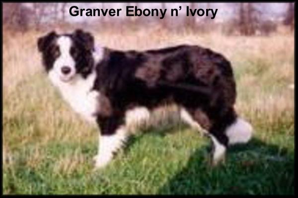 Granver Ebony 'n Ivory, hips 2/4