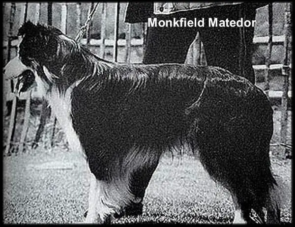 Monkfield Matador
