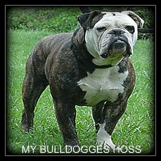 My Bulldogge's Hoss