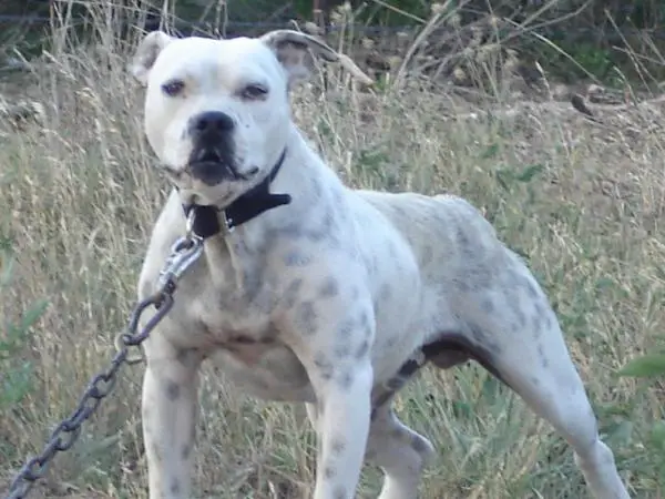 American Legendz Ghost Rider