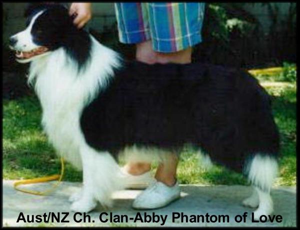 NZ CH GRAND/ AUST CH Clan-Abby Phantom of Love, hips 2/1