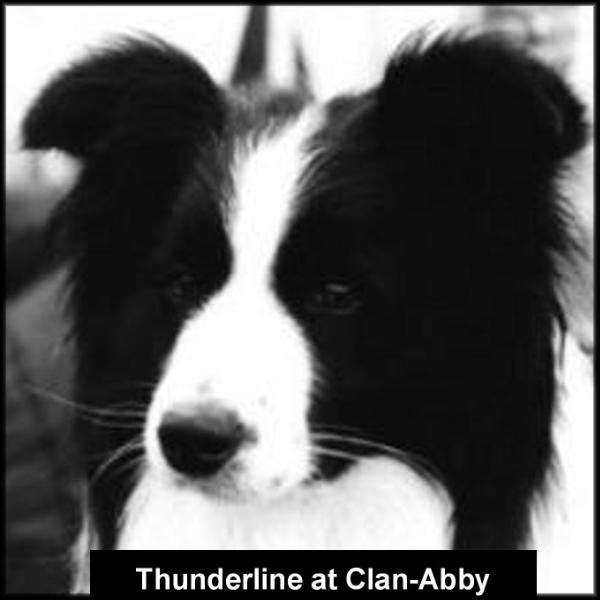 NZ CH Thunderline of Clan-Abby