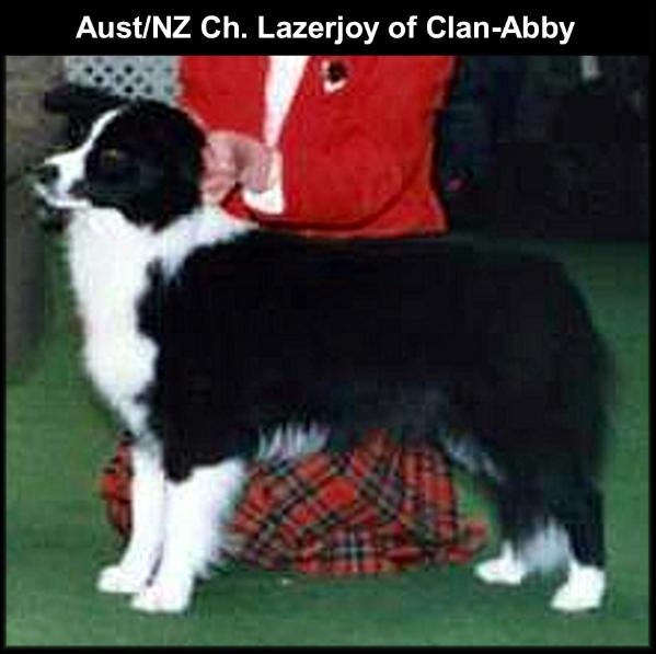 AUST/NZ CH Lazersjoy of Clan-Abby
