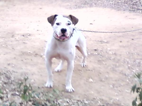 American Legendz Popeye