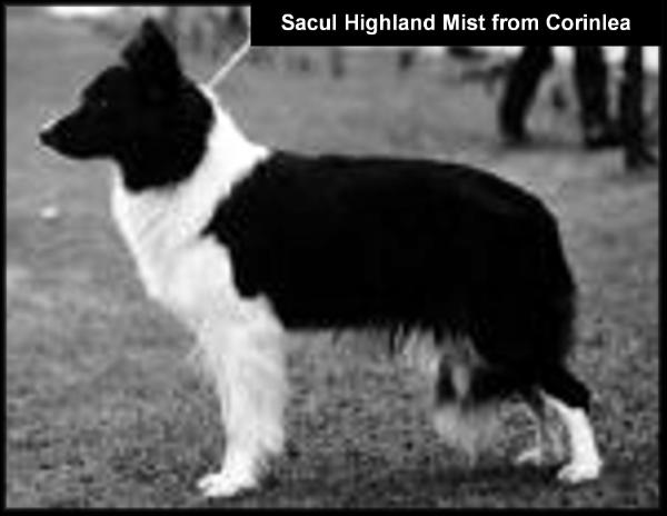 GB Sh Ch Sacul Highland Mist from Corinlea (ISDS 143193)
