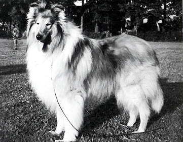 Bririch Gold edition