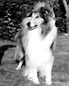 Brettonpark Country tweed