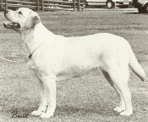 Christmas Candy of Lewisan