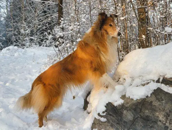 Byrilstorp's golden grace