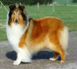 Corydon La Stupenda