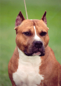 NLD CH Buchanan Uncle Sams Bandit