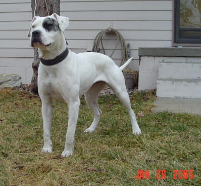 White Knight's Southie