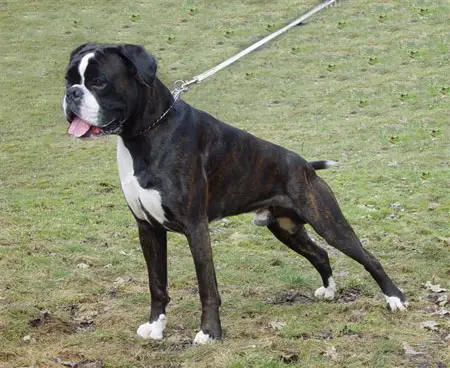 Lex des Plaines d'Ariovist