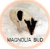 Duke's Magnolia Bud
