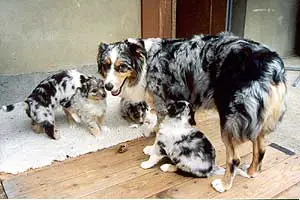 Lanbria Larky Yascal