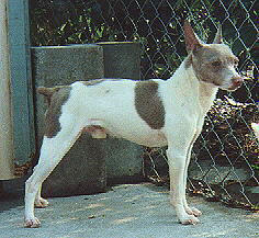 Maxwell's Full of Trouble